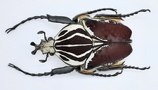 Goliathus goliatus, male, A2, 67mm, Kenya, #GC66