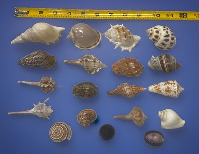 Uncommon Mixed Seashells, Assorted Craft Sea Shells Mix 1  To 3-1/2  1/2-Lb