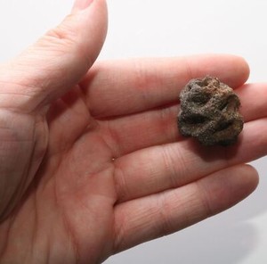 Dinosaur Age METASEQUOIA PINE CONE FOSSIL Cretaceous HELL CREEK - GREAT QUALITY