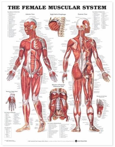 The Female Muscular System Anatomical Chart by Anatomical Chart Company Staff...