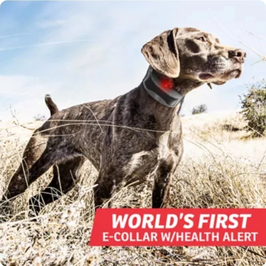 Collar de entrenamiento remoto SportDOG 825 825FS FIELDSTENTINEL para perros nuevo Foto 2 de 4