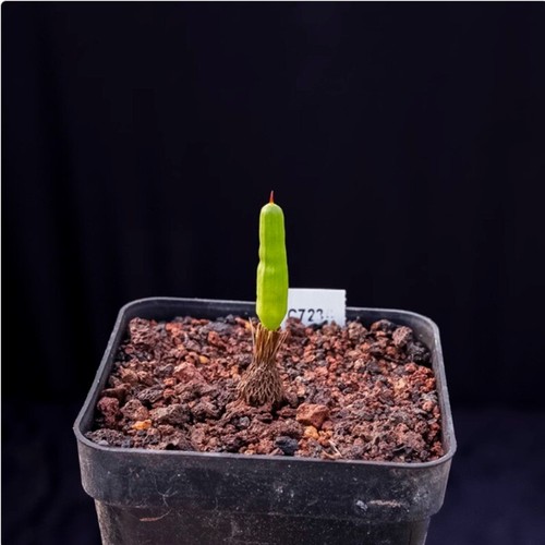 Cactus Succulent Plant Micranthus tubulosus beautiful Garden Plant 0.5-1cm - Picture 9 of 12