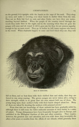 The Royal Natural History – Vintage Magazines 6 Volumes, 6 ebooks 1 DVD Animals - Imagen 8 de 12