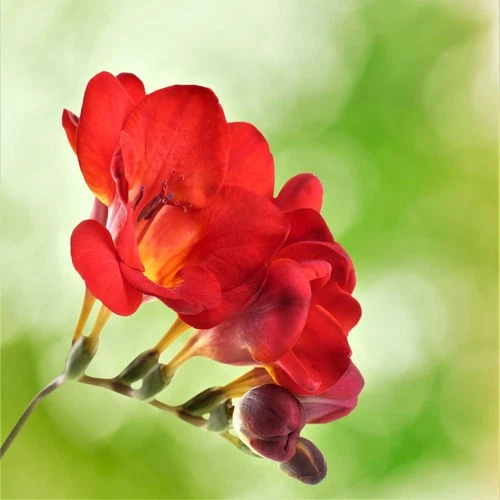 Easy to Grow Bulbs Freesia Bulbs - Thumbnail 3