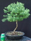 Japanese Larch Bonsai Tree- curvy trunk- nice branching! — photo 4