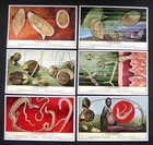 LIEBIG - S1751  F1750 - LIFECYCLE OF PARASITE  - SET OF 6 - 1961 - 62 YEARS OLD
