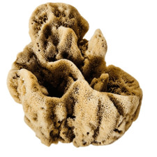 Large Natural Sea Sponge Vase Ocean Sea Marine - 8  tall