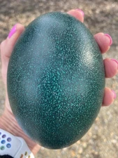 Emu Hatching Eggs For Sale