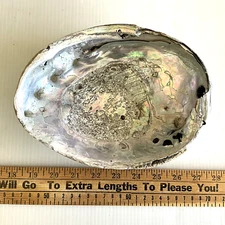 Vintage Abalone Shell 8-3/8" Long x 6-3/8" Wide