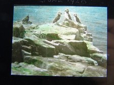 ANTIQUE REAL PHOTOGRAPH ANIMAL BIRD MAGIC LANTERN SLIDE PUFFINS FARNE ISLANDS