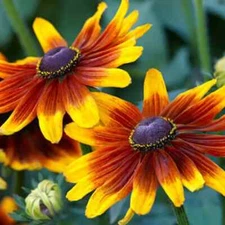 Gloriosa Daisy Seeds | Black Eyed Susan | Rudbeckia Hirta | Free Shipping | 1180