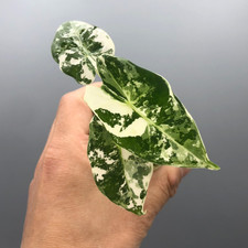 Alocasia Frydek Variegated Rare Plant