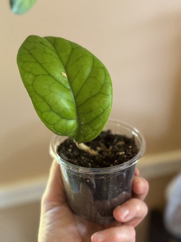 HOYA VIOLA (id #4)