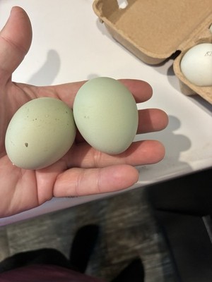 6 ice cream bar hatching eggs npip/ai clean 