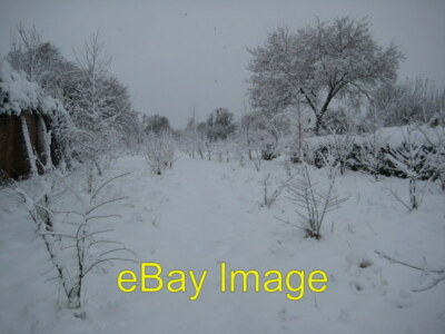 Foto 6x4 Bäumchen unter starkem Schnee abgebildet nach starkem Schneefall th c2010