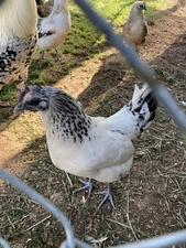 12+  Purebred Mosaic Hatching Eggs! Beautiful fibro Chicken Breed! 