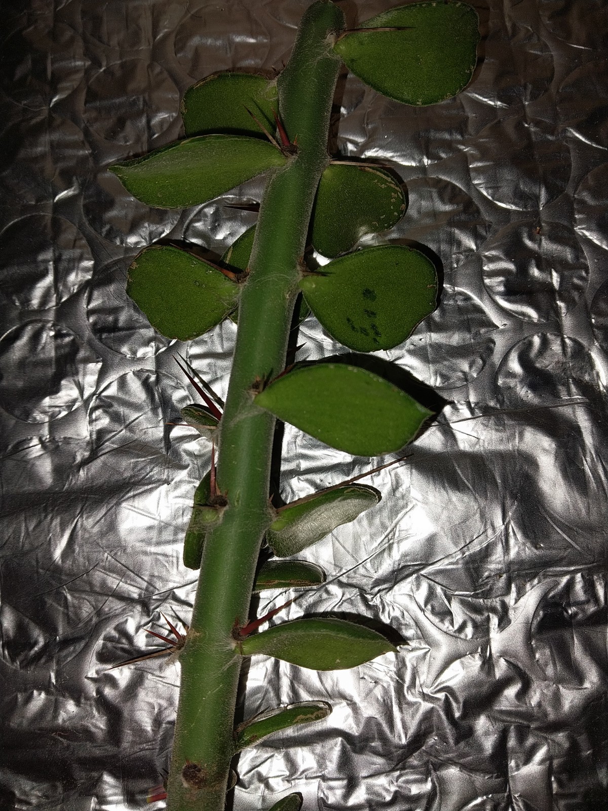 Pack Of Ten Thick Perekiopsis Cactus. Great For Grafting Or Growing Out!