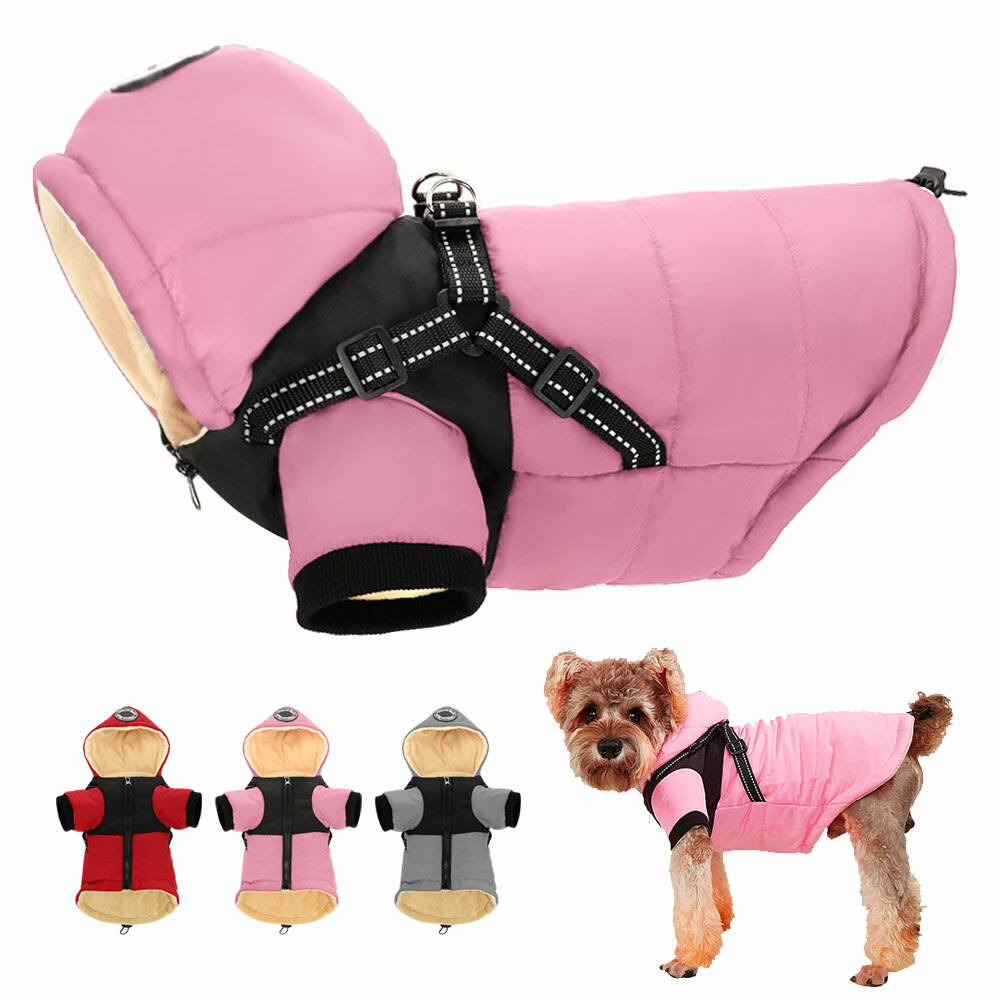 chihuahua dog apparel