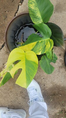 thai monstera constellation Monstera Thai Constellation – GrowJungle
