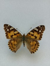 Entomologie Nymphalidae Vanessa Cardui Europe 