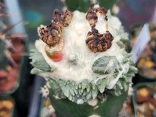Ariocarpus f. cv Godzilla x Cauliflower F2 - 10 Seeds N