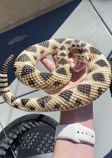 Safari Ltd. Eastern Diamondback Rattlesnake Figurine Realistic 40