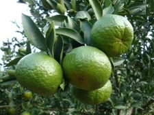 Sun Dried Pure Natural Ceylon Organic Sweet Orange Peel Herbal Tea Boost Health