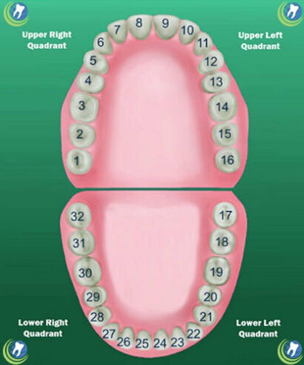 Как какие зубы называются. Номера зубов. Зубы человека. Расположение зубов. Номера зубов у человека.
