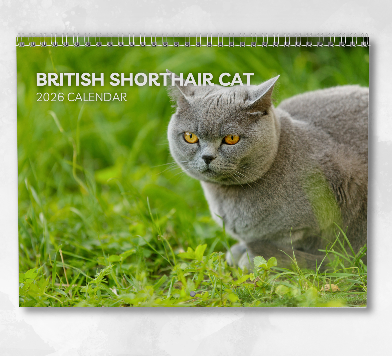 British Shorthair Cat Calendar 2026: Monthly Wall Calendar with Notes