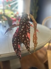 Begonia Pink Maculata Cutting