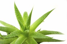 ALOE VERA - Medicinal Aloe Vera -10 x Seeds -