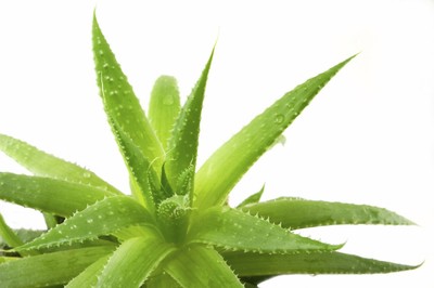 benefits of fresh aloe vera on face Aloe Vera Gel 16fl oz main image 0