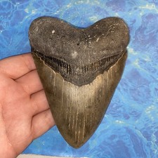 MEGALODON SHARK TOOTH 5.33 HUGE TEETH MEG SCUBA DIVER DIRECT FOSSIL NC 2686