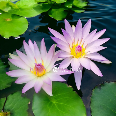 Nymphaea Casey Lee Slocum | Purple Tropical Water Lily | eBay