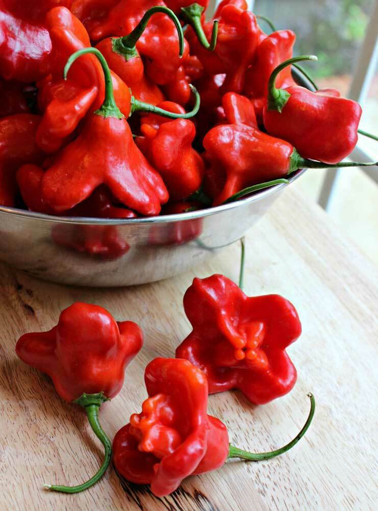 Chilischote BISCHOFSKRONE - 25 Samen + GRATIS