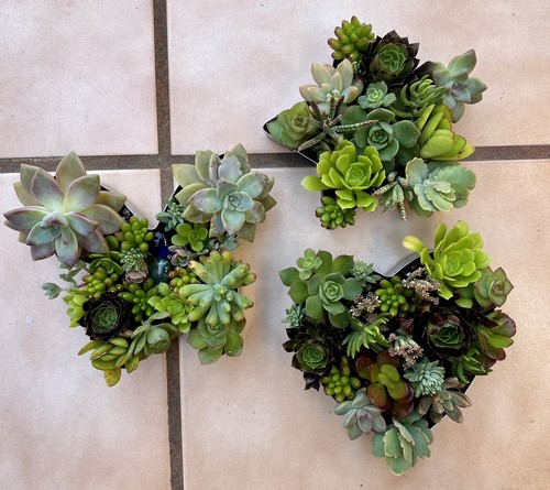 Disposizione talee succulente cuore (1 pezzo) Echeveria stringa di perle - Foto 13 di 24