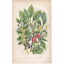 Anne Pratt 1860 antique botanical print Flowering Plants 57 Buckthorn