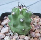 Echinocereus triglochidiatus var. mojavensis f. inermis, without a pot 2,5" — photo 2