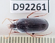 D92261. Insects, Carabidae sp. Vietnam North. 1900m