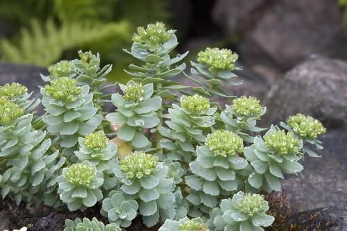 100 semillas de rodiola (Rhodiola rosea) raíz de rosa - Imagen 1 de 2