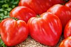 80 Graines de Tomate Coeur de Boeuf RECOLTE 2025