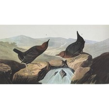 1941 Audubon American Dipper Water Ouzel Bird Art Print Wildlife Illustration
