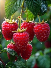Tile Mural Ripe Raspberry Juicy Berries Kitchen Wall Backsplash Marble Ceramic