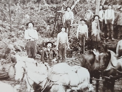 Antique Photo Logging Crew Horse Team Pulling Large Cut Tree Section RRP 202 - Picture 3 of 6