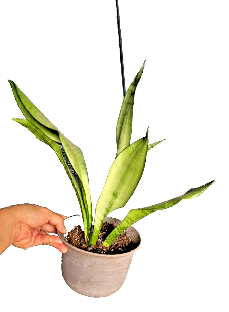 Sansevieria Moonshine Snake Plant LIVE 6" Pot Indoor Rare Houseplant | eBay