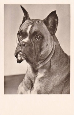 FOTO-AK HUND Boxer Porträt Kopf (Amag)