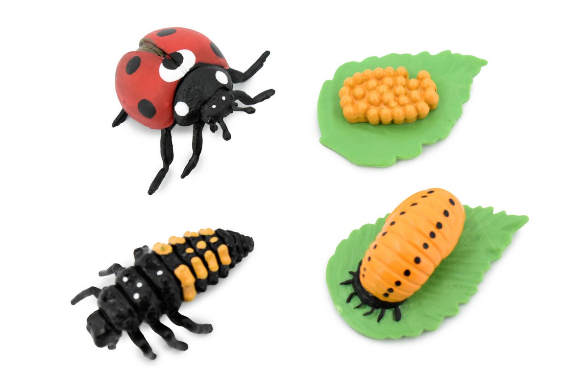 Life Cycle of a Ladybug, Figure, Model, Realistic, Educational 2
