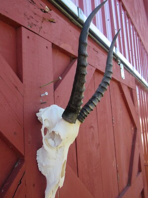 Real Blesbok Antelope Skull Animal Skull Size: 26HX9DX9W inches