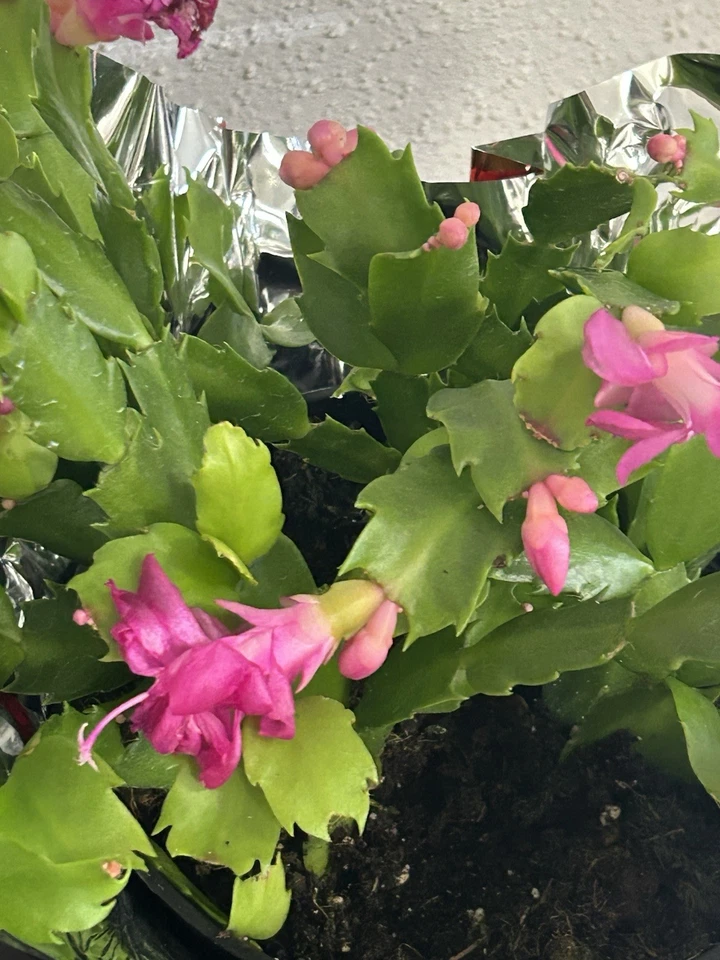 Magenta Acción de Gracias/Navidad Vacaciones Cactus enraizado 2.5" en ciernes Foto 3 de 3