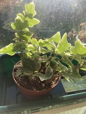 X1 ENGLISH IVY PLANT | Hedera Helix Variegata 9cm Pot | 🌱